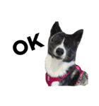 秋田犬ゴロ。（個別スタンプ：38）