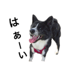 秋田犬ゴロ。（個別スタンプ：39）
