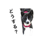 秋田犬ゴロ。（個別スタンプ：40）