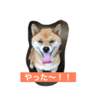 吉田家のチビ（個別スタンプ：3）