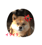 吉田家のチビ（個別スタンプ：7）