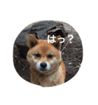 吉田家のチビ（個別スタンプ：8）