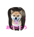 吉田家のチビ（個別スタンプ：9）