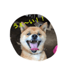 吉田家のチビ（個別スタンプ：11）