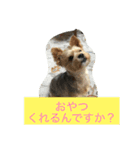 ロコのお願い（個別スタンプ：4）