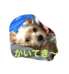 ロコのお願い（個別スタンプ：5）