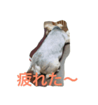 ロコのお願い（個別スタンプ：6）