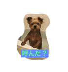 ロコのお願い（個別スタンプ：11）