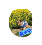 ロコのお願い（個別スタンプ：13）