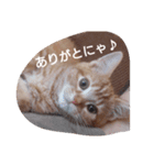 ito-chi（個別スタンプ：4）
