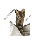 ラブリーな猫 2（個別スタンプ：6）