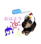 コロンさんの日常生活（個別スタンプ：1）