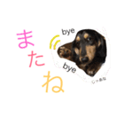 コロンさんの日常生活（個別スタンプ：11）