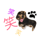 コロンさんの日常生活（個別スタンプ：12）