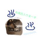 コロンさんの日常生活（個別スタンプ：16）
