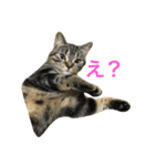 茶々丸とトラジロウ（個別スタンプ：1）