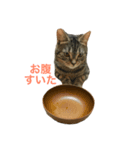 茶々丸とトラジロウ（個別スタンプ：5）
