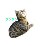 茶々丸とトラジロウ（個別スタンプ：6）
