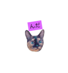 000cats0002（個別スタンプ：2）