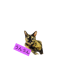 000cats0002（個別スタンプ：3）