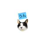 000cats0002（個別スタンプ：4）