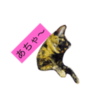 000cats0002（個別スタンプ：5）