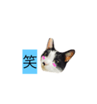 000cats0002（個別スタンプ：6）