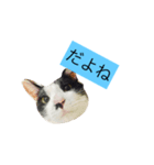 000cats0002（個別スタンプ：7）