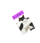 000cats0002（個別スタンプ：8）