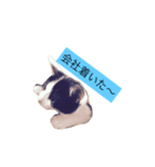 000cats0002（個別スタンプ：9）