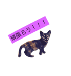000cats0002（個別スタンプ：11）