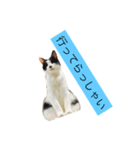 000cats0002（個別スタンプ：14）