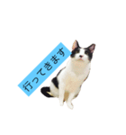 000cats0002（個別スタンプ：15）