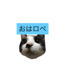 000cats0002（個別スタンプ：16）