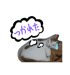 Kebeku（個別スタンプ：3）