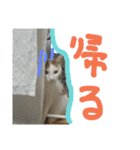 Kebeku（個別スタンプ：9）