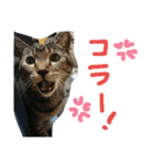 Kebeku（個別スタンプ：15）