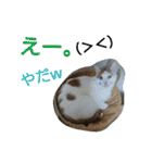 Kebeku（個別スタンプ：16）