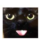 黒猫サイコー！（個別スタンプ：1）