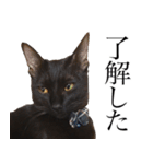 黒猫サイコー！（個別スタンプ：2）