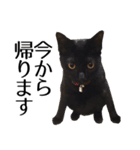 黒猫サイコー！（個別スタンプ：3）