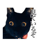 黒猫サイコー！（個別スタンプ：6）
