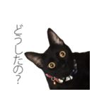 黒猫サイコー！（個別スタンプ：12）
