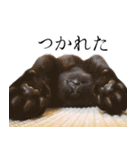 黒猫サイコー！（個別スタンプ：17）