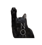 黒猫サイコー！（個別スタンプ：20）