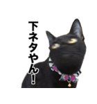 黒猫サイコー！（個別スタンプ：24）