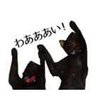 黒猫サイコー！（個別スタンプ：25）