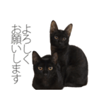 黒猫サイコー！（個別スタンプ：27）