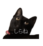 黒猫サイコー！（個別スタンプ：28）