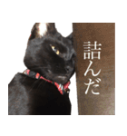 黒猫サイコー！（個別スタンプ：31）